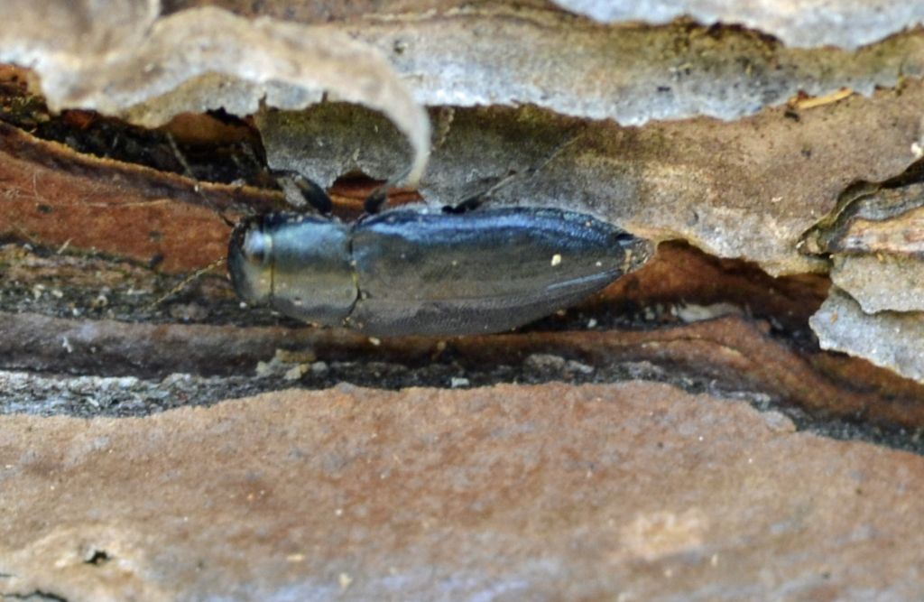 Phaenops cyanea, Buprestidae